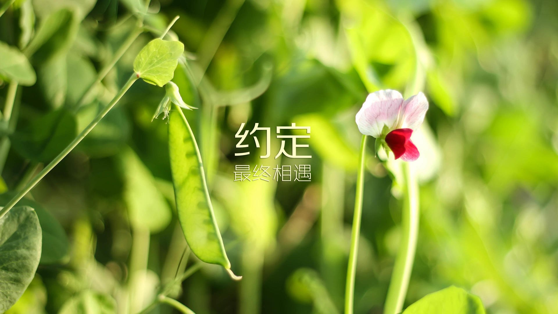 豪门铁蹄与神之舞步，现代足球的两极魅力