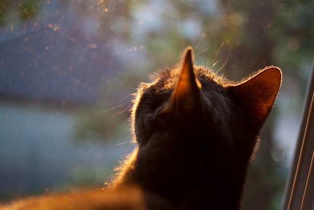 黑色瞬间的救赎之星，萨卡第91分钟绝杀，亚特兰大惊险踏过葡萄牙体育