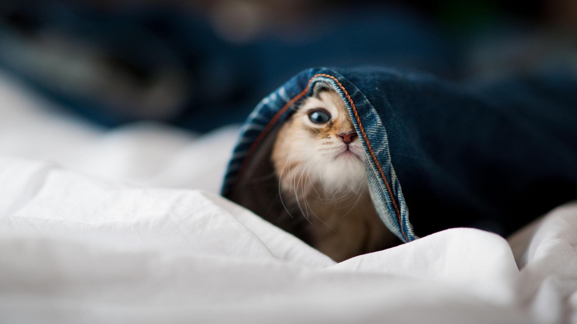 德国战车末节发力，库尔图瓦神扑定江山—拜仁2-1险胜摩洛哥黑马