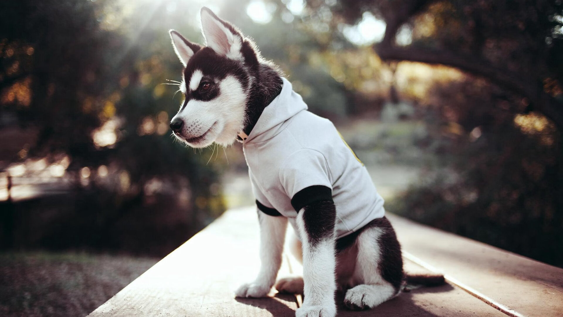 沉默的火山与燃烧的火炬，布克点亮的不仅是广厦的得分牌