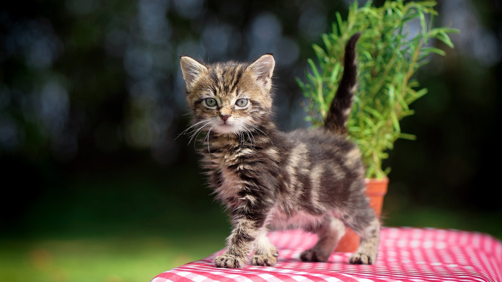 冷面刺客，当阿什拉夫站在十二码前，阿森纳基因与西班牙噩梦交织