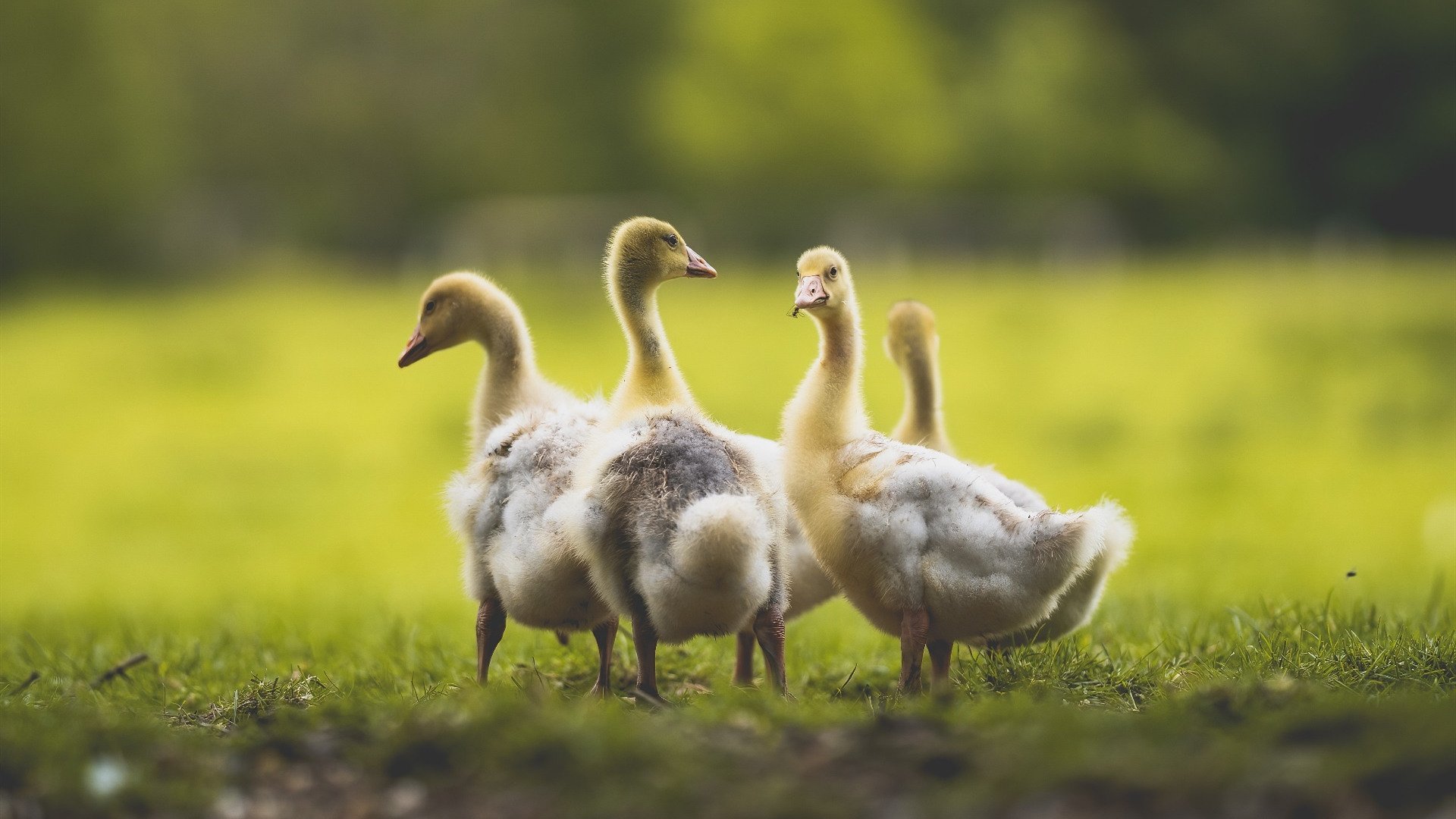 双重闪电，阿尔瓦雷斯的个人神话与克罗地亚的战术霹雳