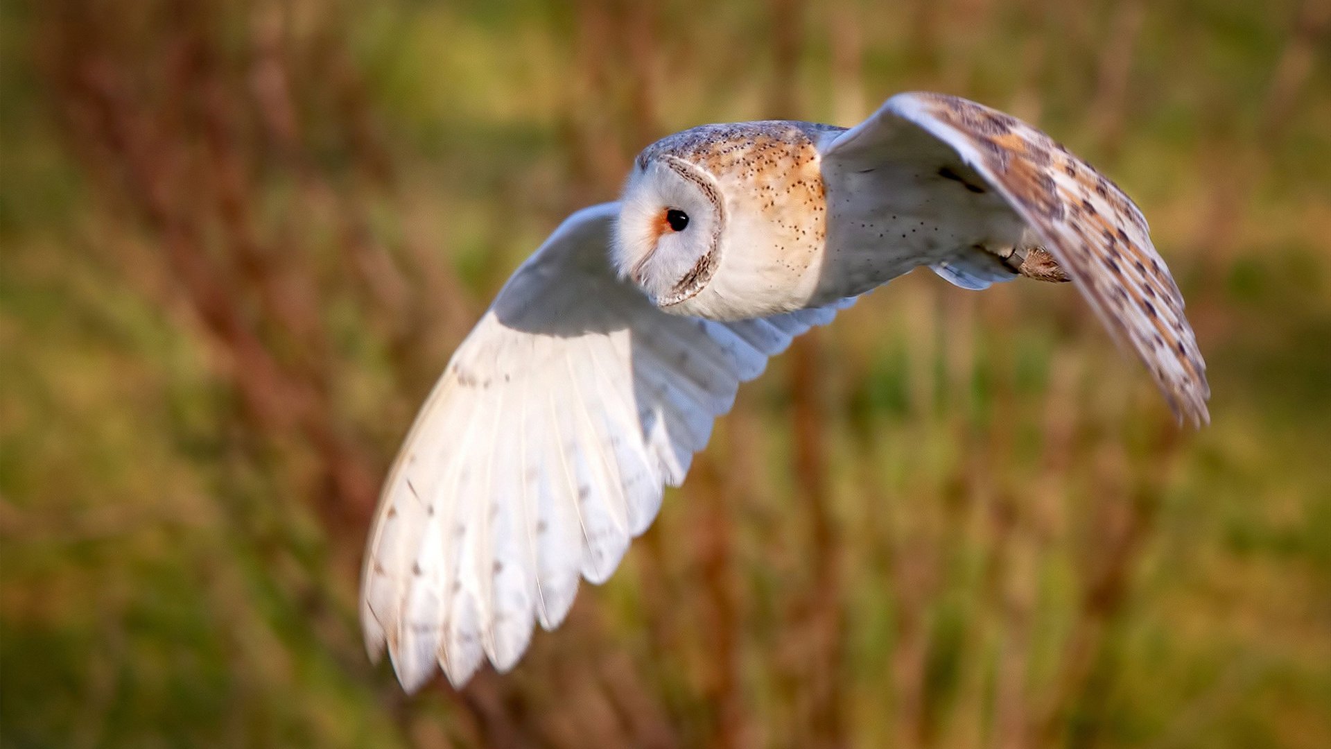 秩序与锋芒，摩纳哥的团队绞杀与拉什福德的孤胆时刻