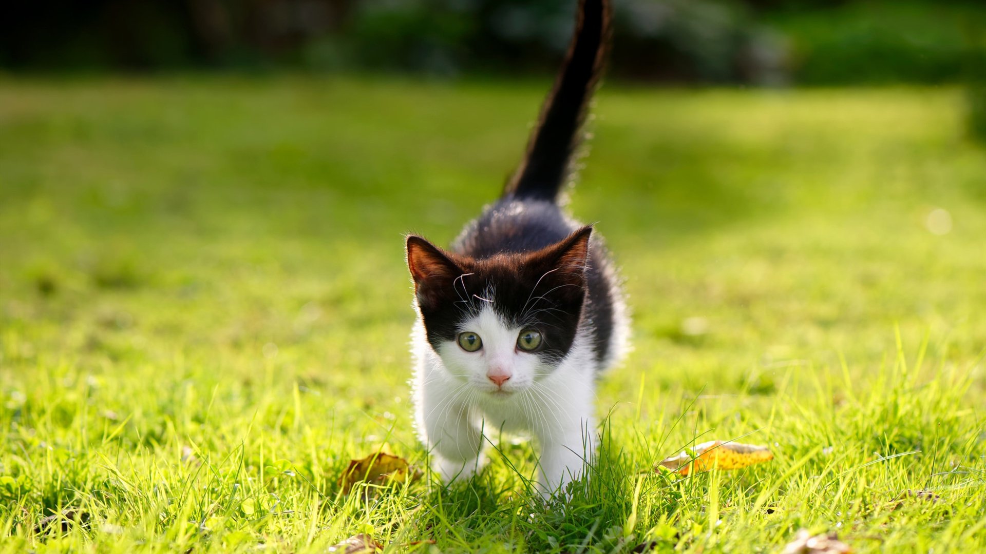 双重时刻，当牙买加在末节带走西班牙，德布劳内在抢七接管比赛