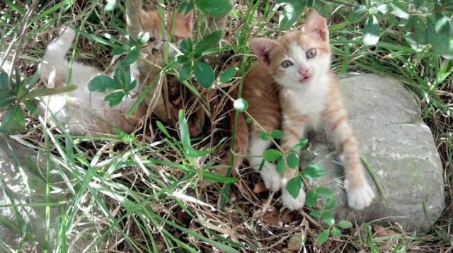 规则裂变,当拉什福德站上西决球场,阿森纳在圣马梅斯决胜