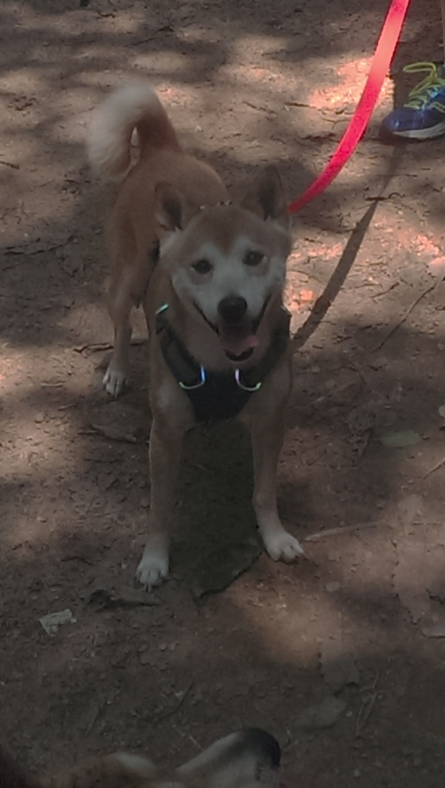 威尔士风暴席卷阿诺埃塔，门迪一人撑起皇社脊柱