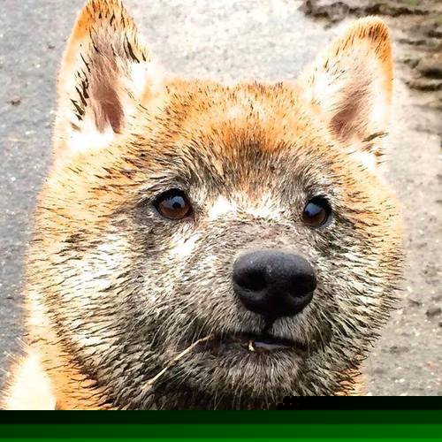 绿茵未来碰撞篮球历史，当世界杯决赛日响起科比之歌