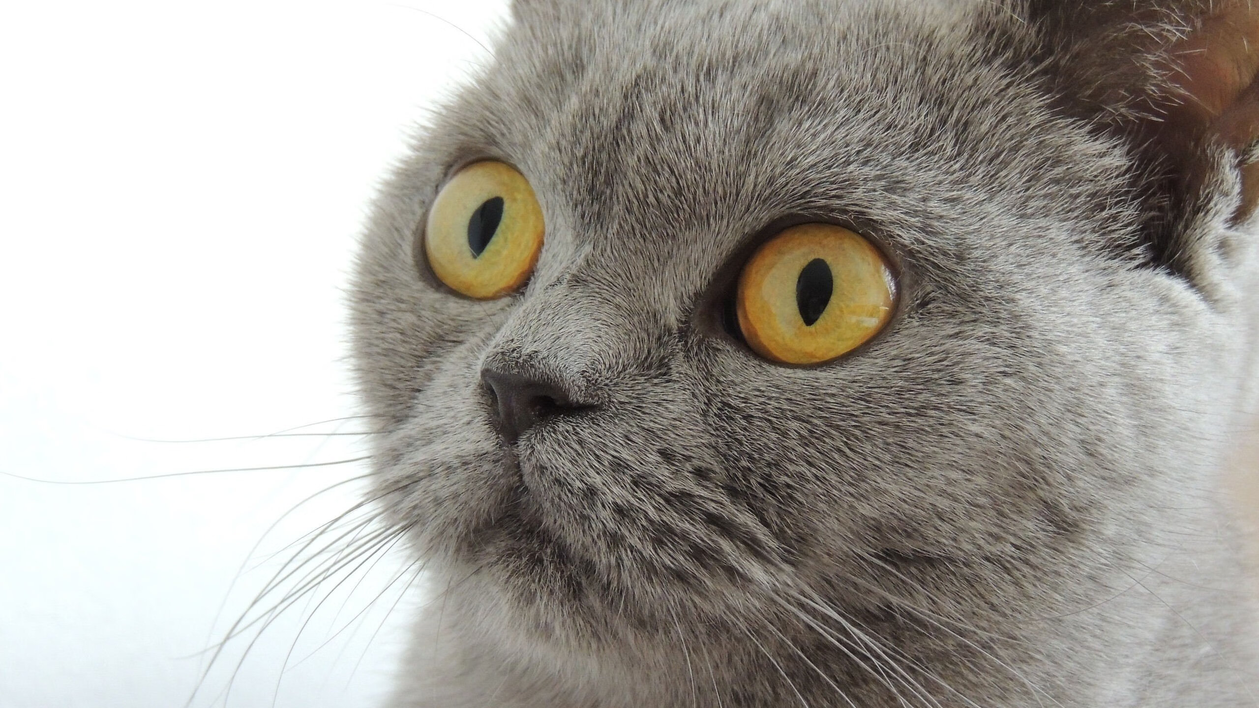 平行宇宙的篮球巅峰,武切维奇狂砍40+20,森林狼加时险胜山西队闯入冠军战