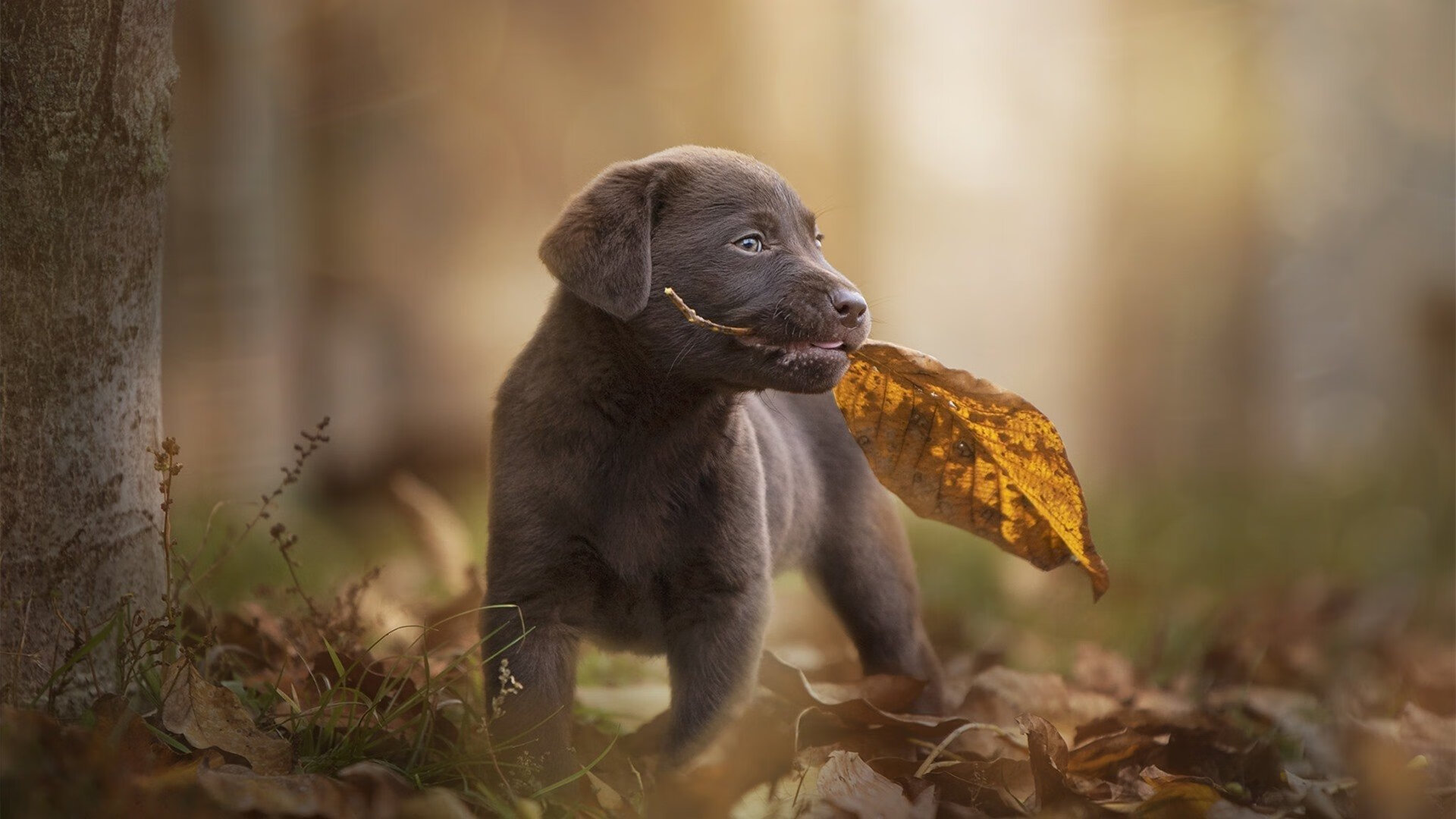 红魔刺破蓝月，枪管点燃丹佛，当足球的夜晚与篮球的黎明交错