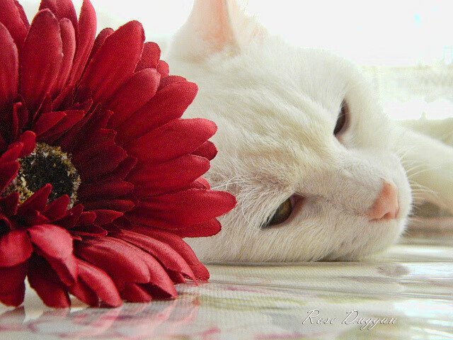 新王当立!魔术紫色洪流冲垮绿军堡垒,文班亚马终成关键先生