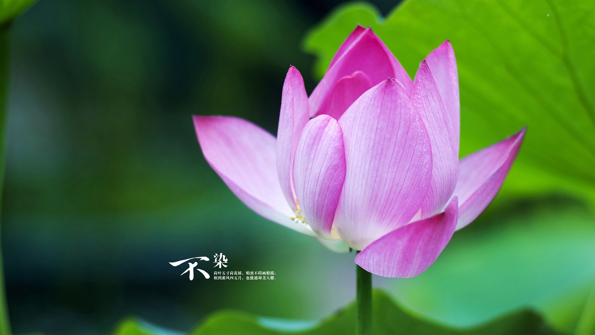 布伦森末节狂飙主宰战局,深圳主场失守猛龙展翅制霸