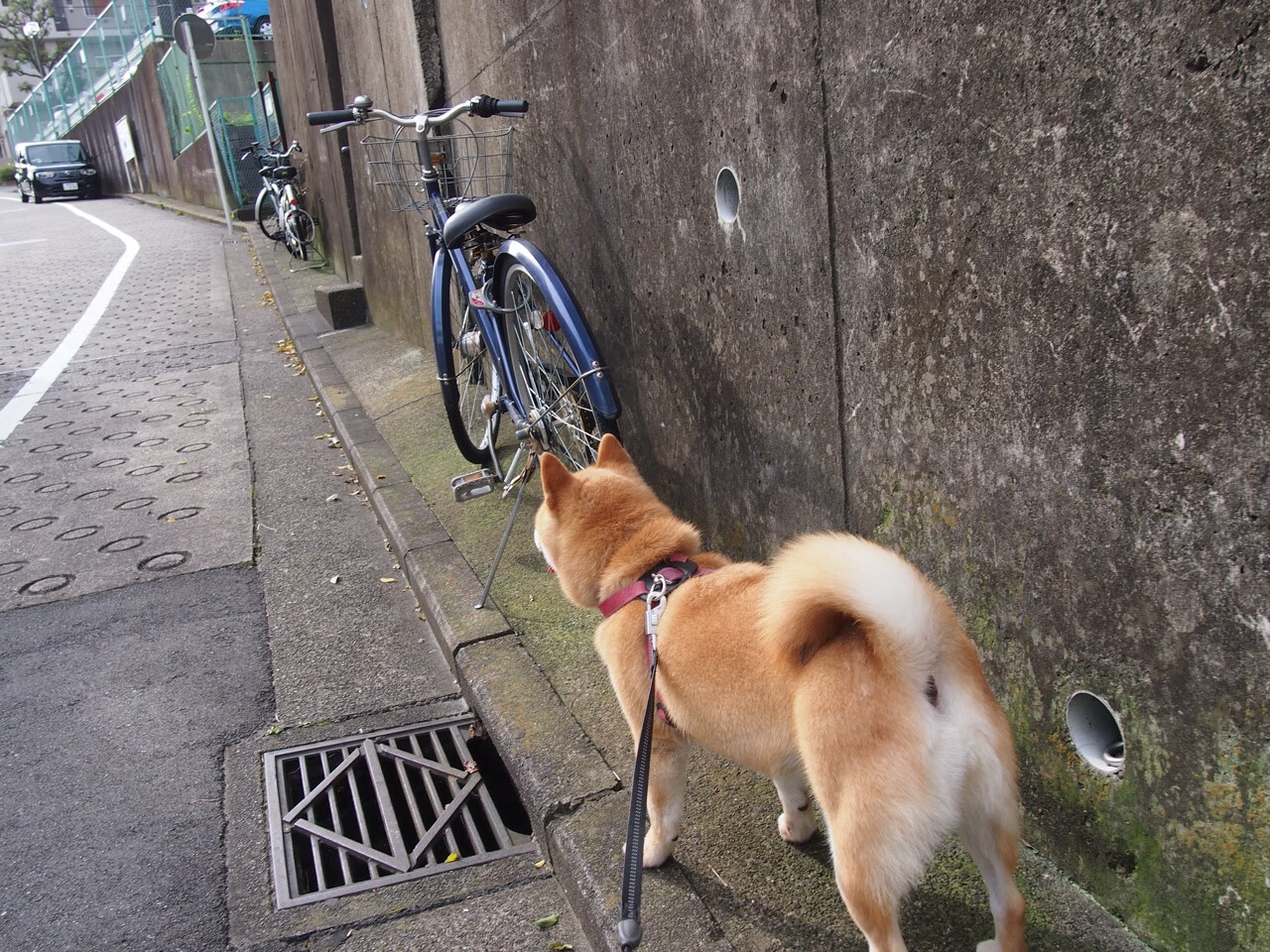 防守球员在伊布射门瞬间的内心独白，当不可能成为他的制胜法则