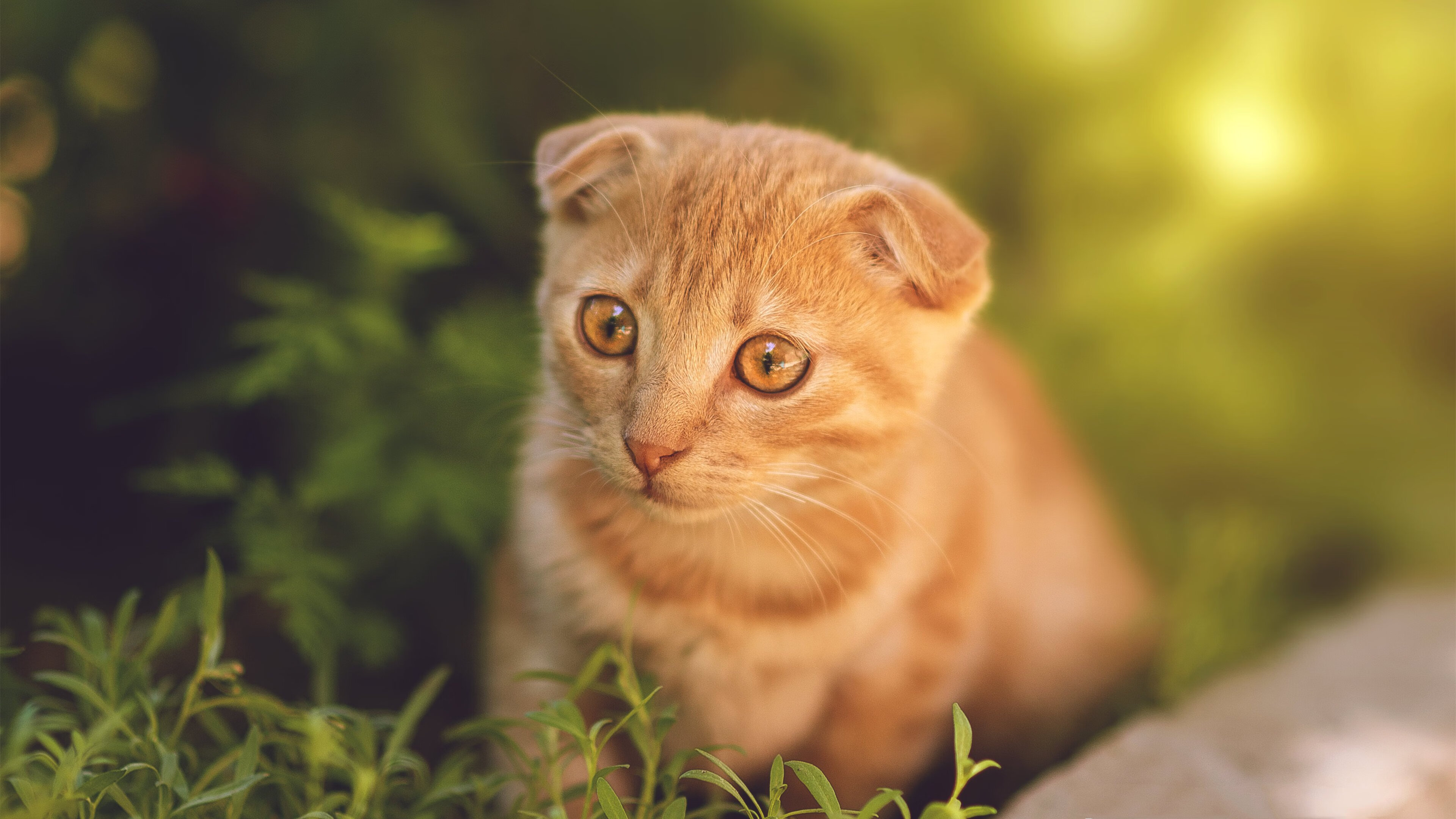逆袭时刻，爵士从垫底到终结太阳连胜的传奇之夜
