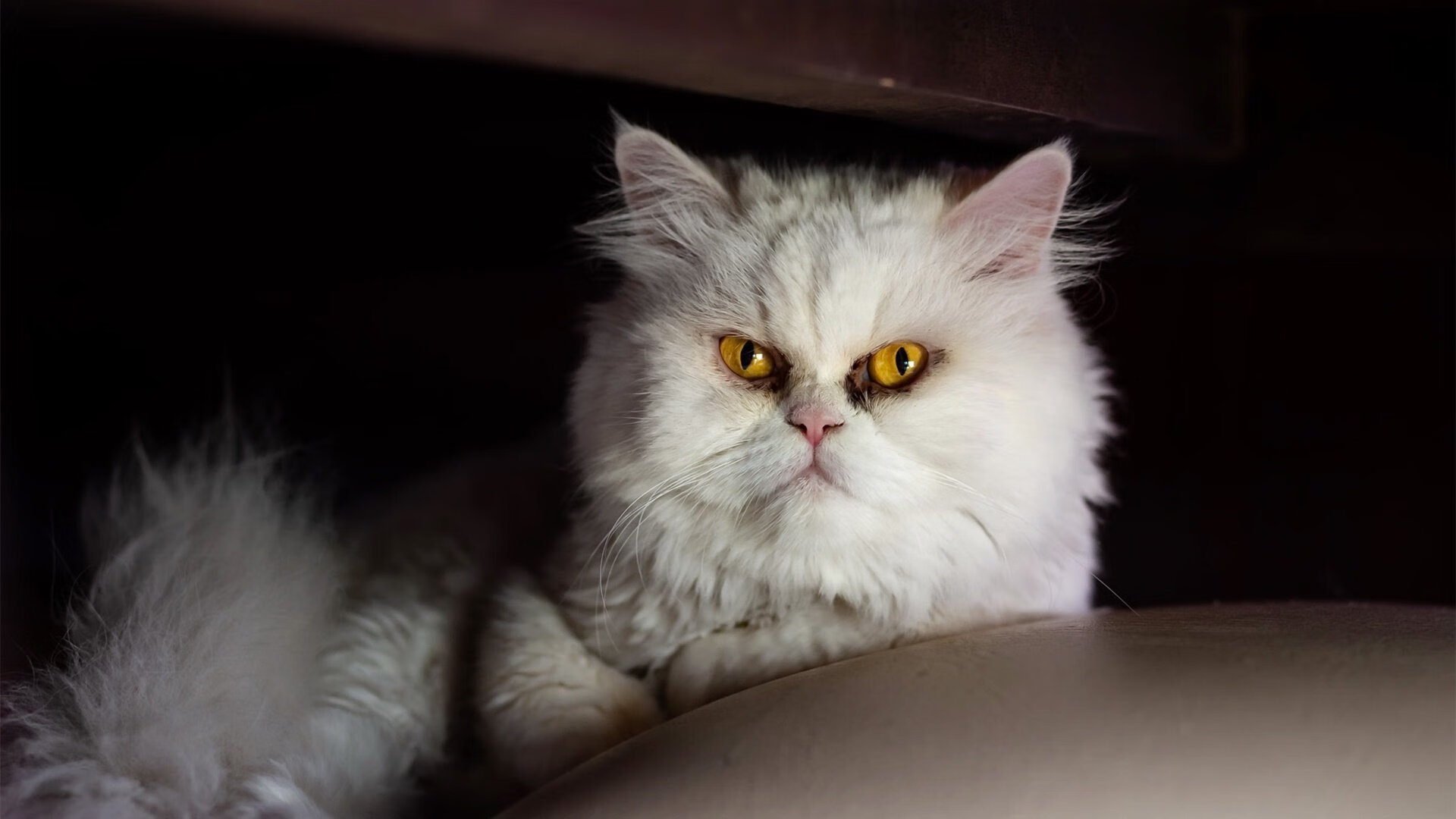 迪马利亚，在伊斯坦布尔的晚风中，这位阿根廷指挥家如何用一脚脚传球谱写胜利交响曲