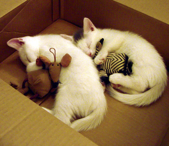 战略收割，摩纳哥如何截胡贝蒂斯猎物，范戴克成幕后关键先生